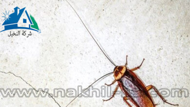 شركة مكافحة الصراصير بالرياض