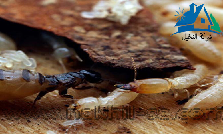 شركة مكافحة النمل الأبيض بالرياض