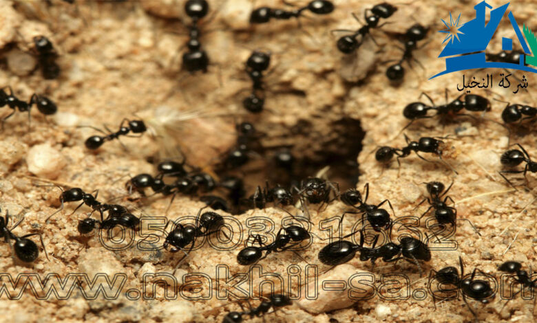شركة مكافحة النمل بالرياض