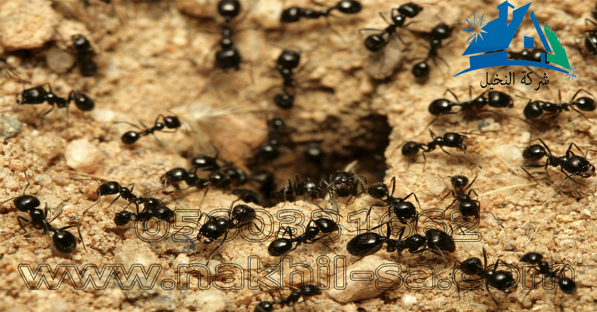 شركة مكافحة النمل بالرياض