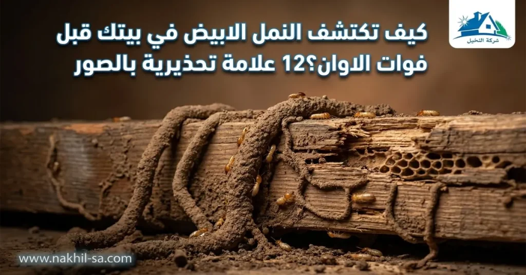 أنبوب طيني ممتد على جدار قريب من الأرض مع تفرعات بسيطة.